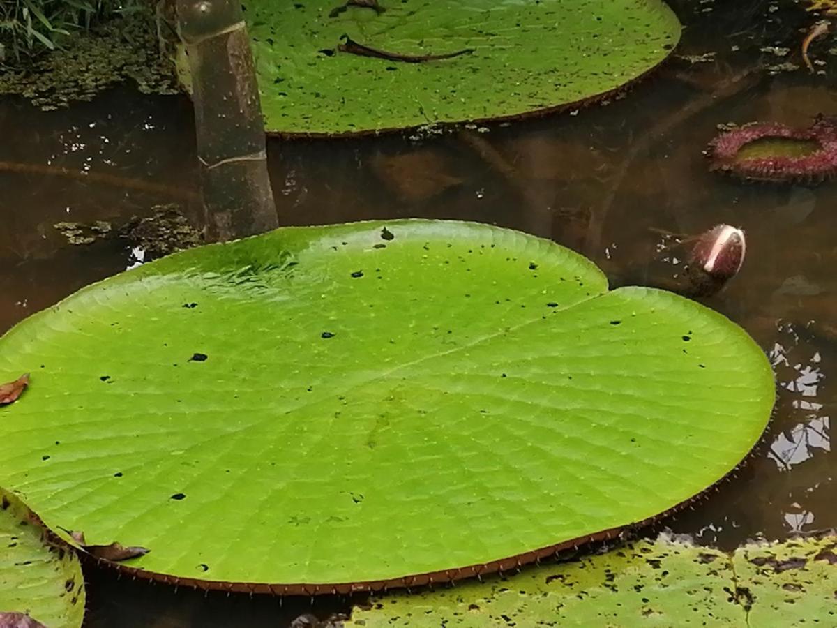 Palmayacu - Refugio Amazonico Λετίσια Εξωτερικό φωτογραφία